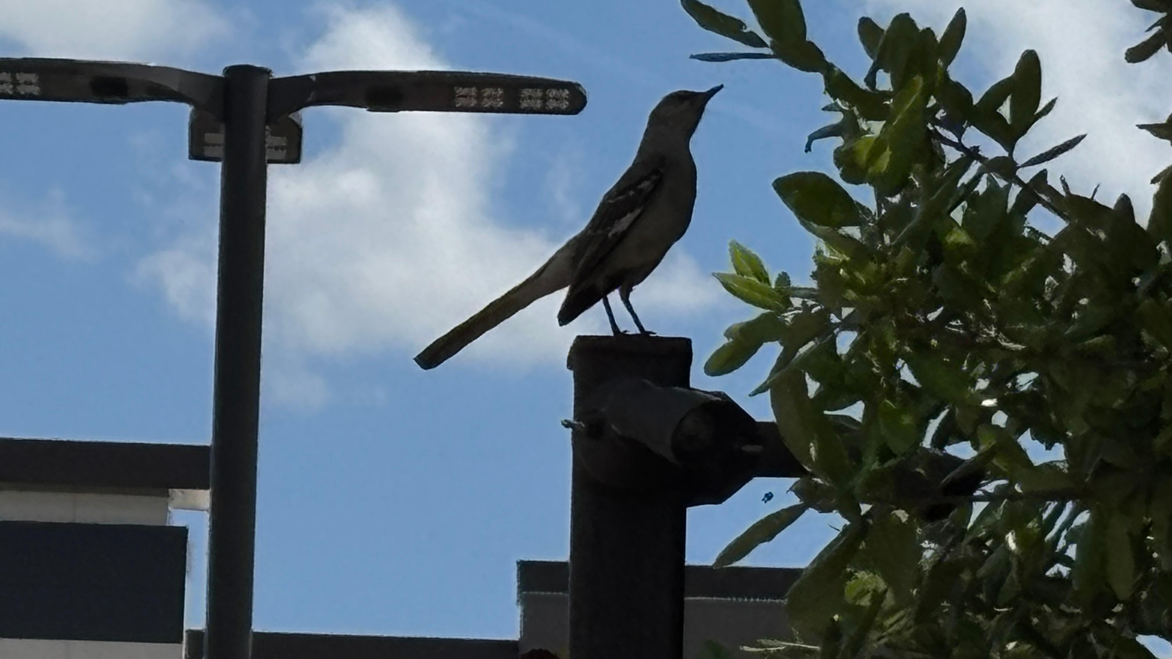 A silhouette of a mockingbird who was singing along with other Mockingbird  and eating berries from holly trees nearby
