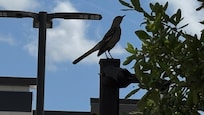 A silhouette of a mockingbird who was singing along with other Mockingbird and eating berries from holly trees nearby