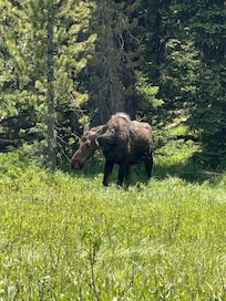 Moose along roadside in Yellowstone
