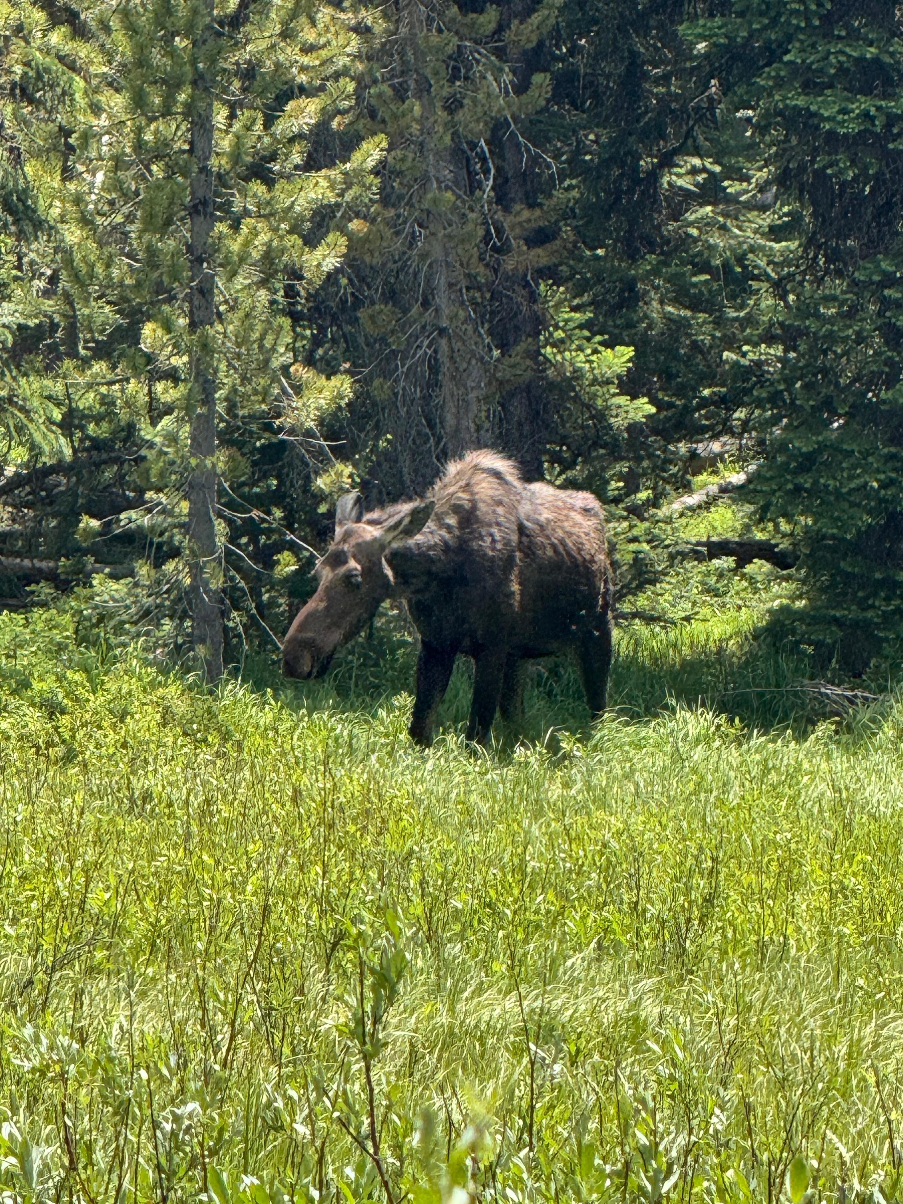 Moose along roadside in Yellowstone