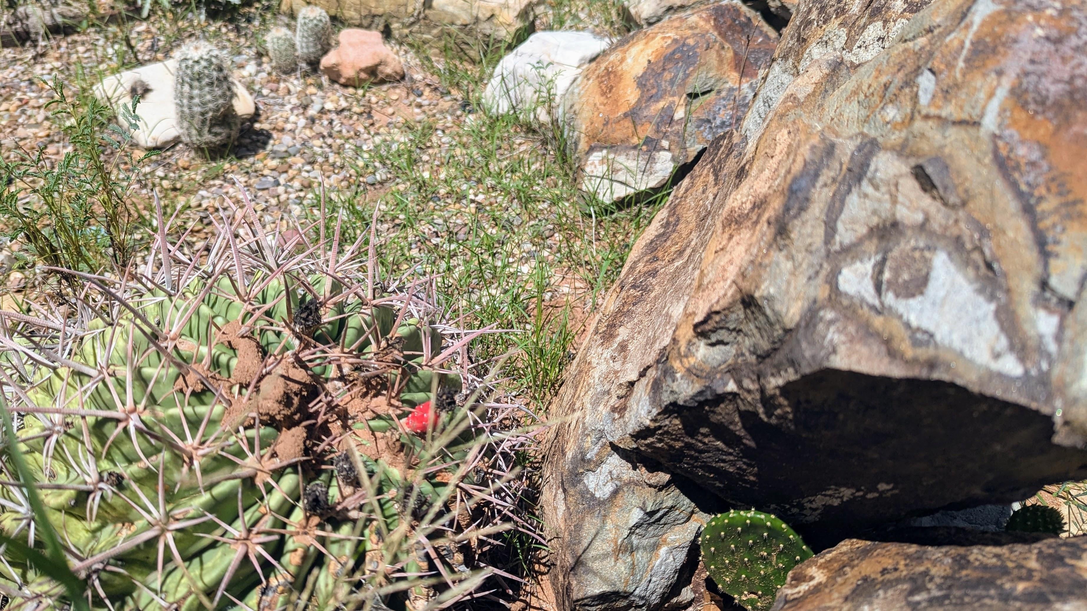 Backyard desert garden
