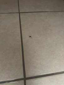 Roach