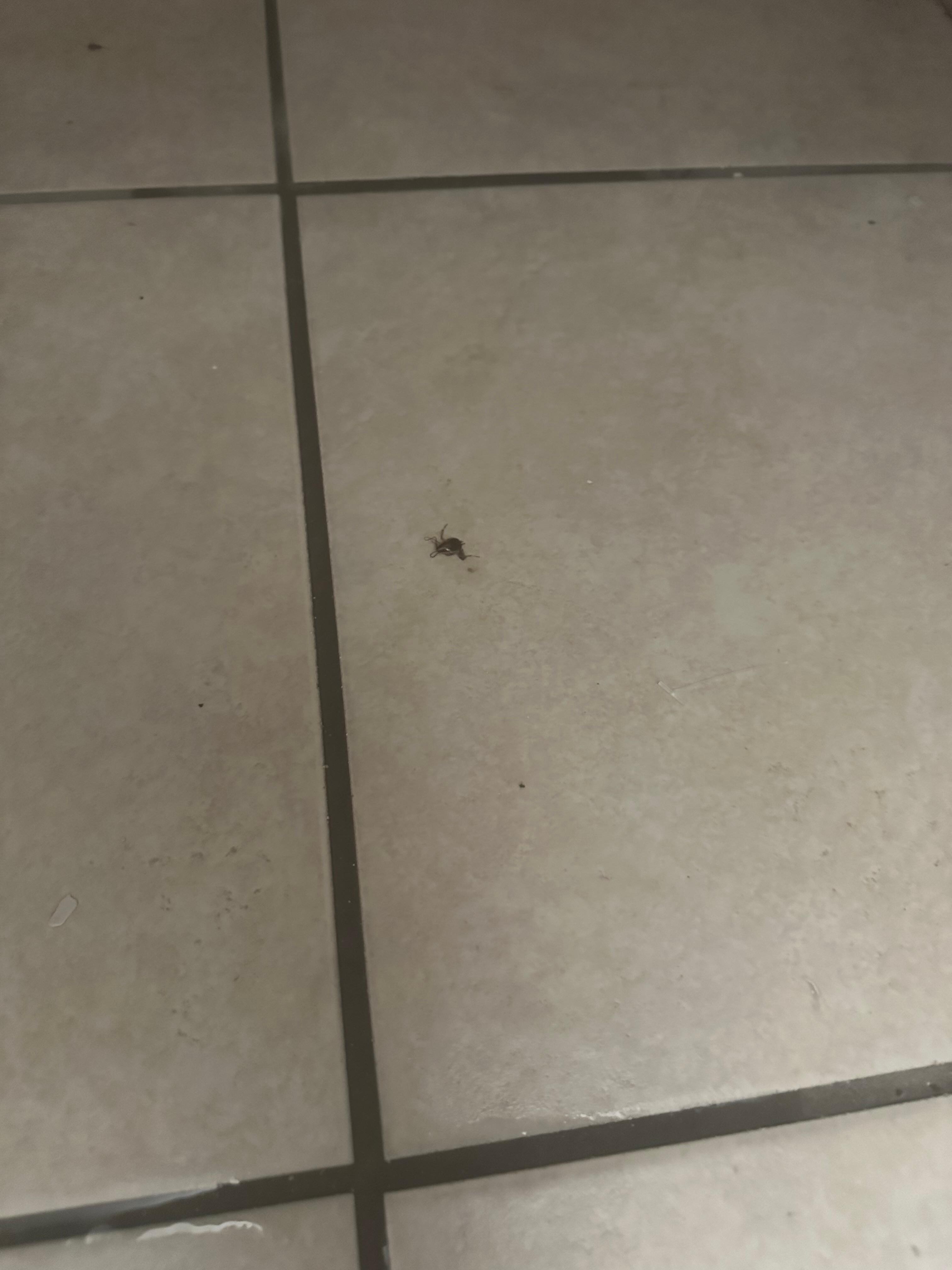 Roach
