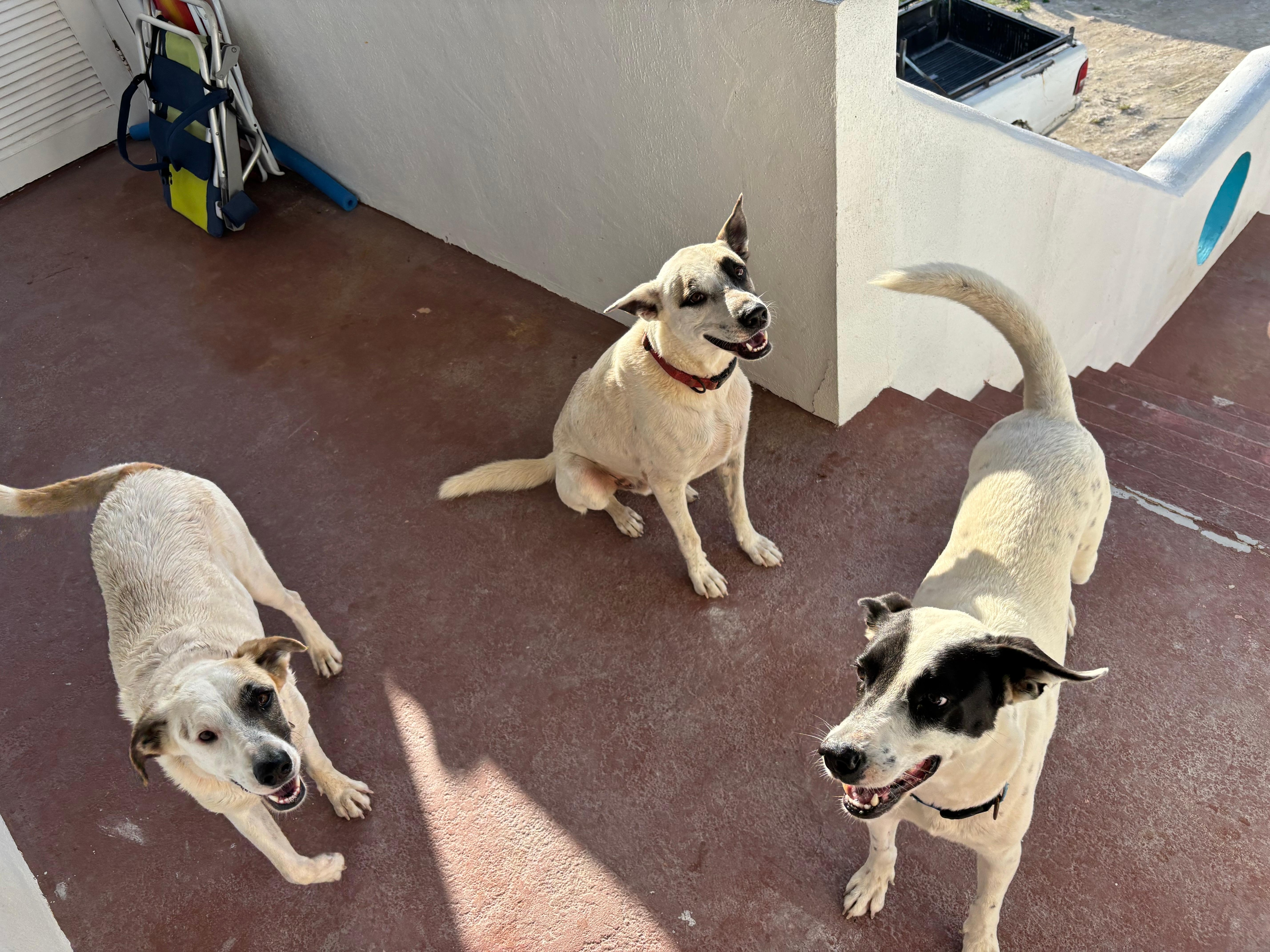 Three friendly dogs on-site! They were a total joy to have around and made us feel so safe and welcome—like our very own dedicated guard dogs.
