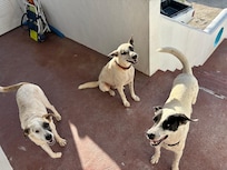 Three friendly dogs on-site! They were a total joy to have around and made us feel so safe and welcomeâlike our very own dedicated guard dogs.