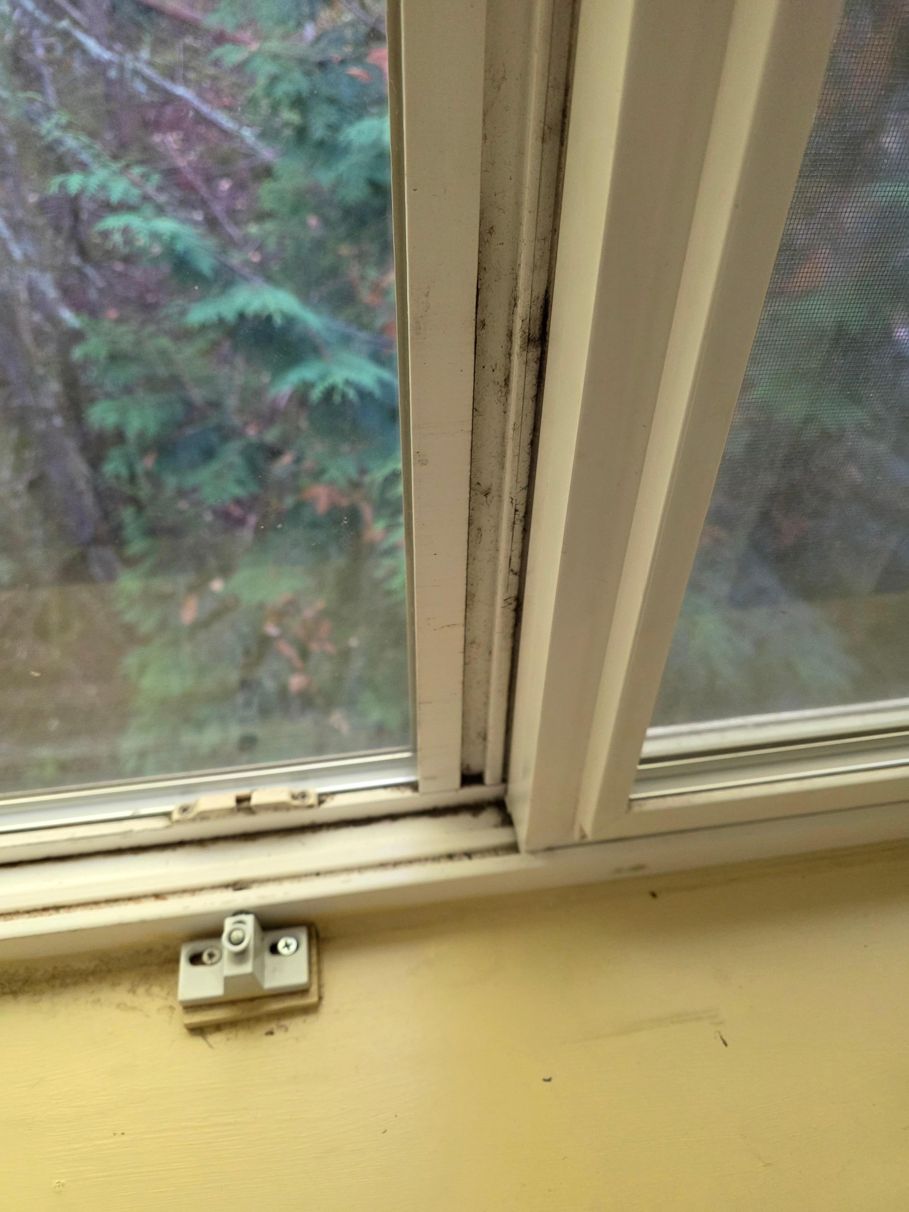 Mold in window frame