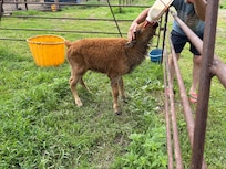 One of the calves being bottle fed