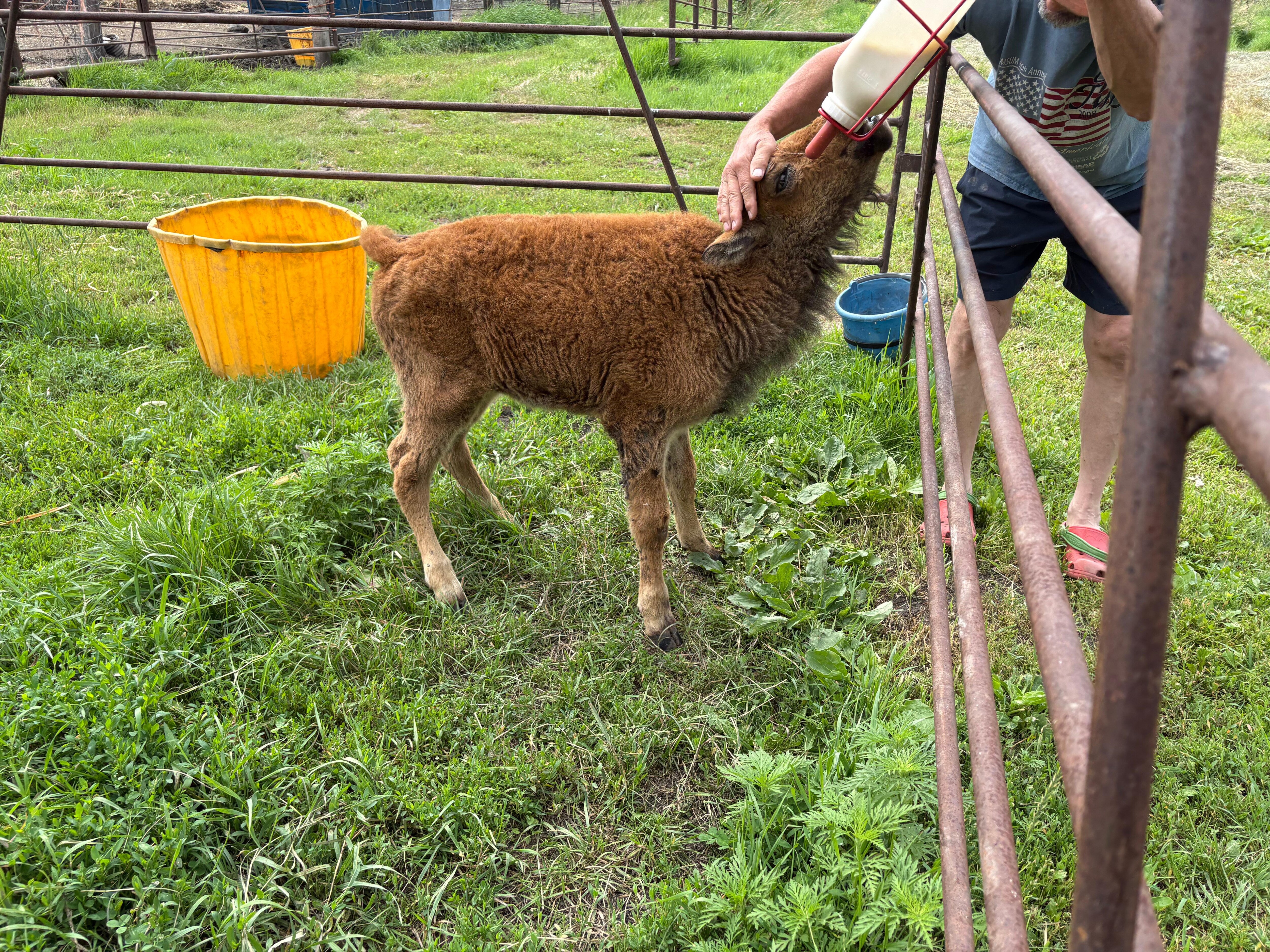 One of the calves being bottle fed