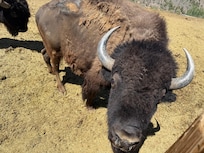 Well hello Mr bison!