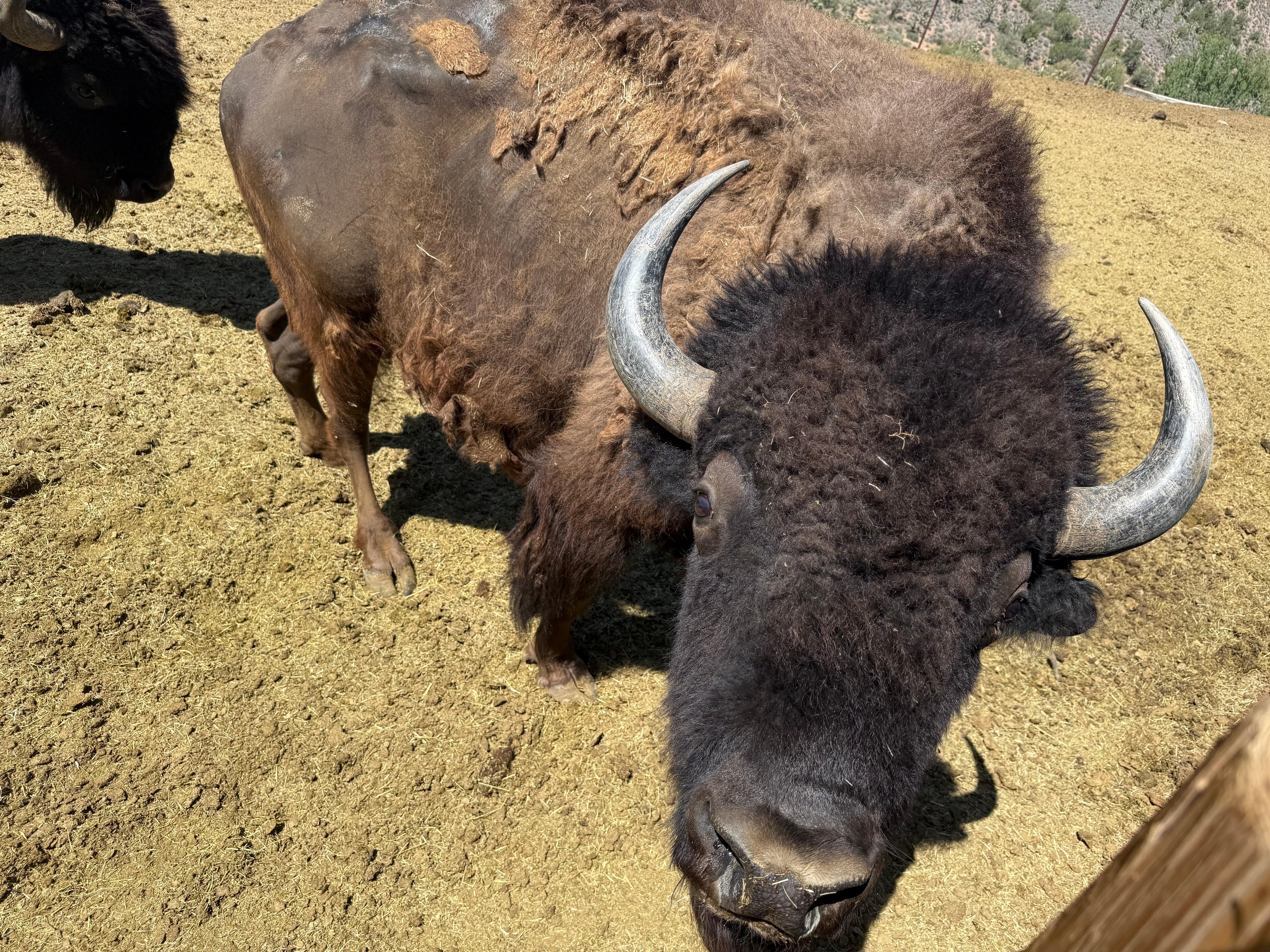 Well hello Mr bison!
