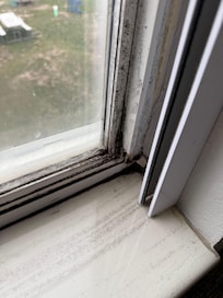 Moldy window