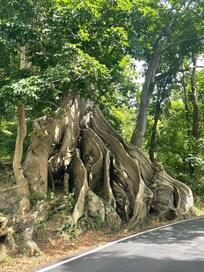 The Ceiba Atabey