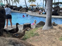 Ducks were chillin
