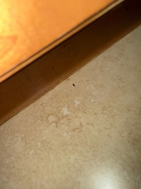 Rat droppings
