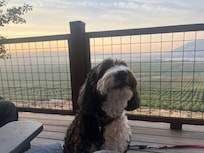 Poochie on the porch