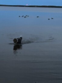 Coming back from chasing ducks