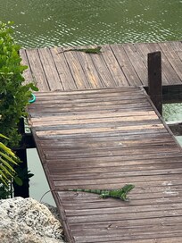 Iguanas
