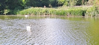 Swans on the river
