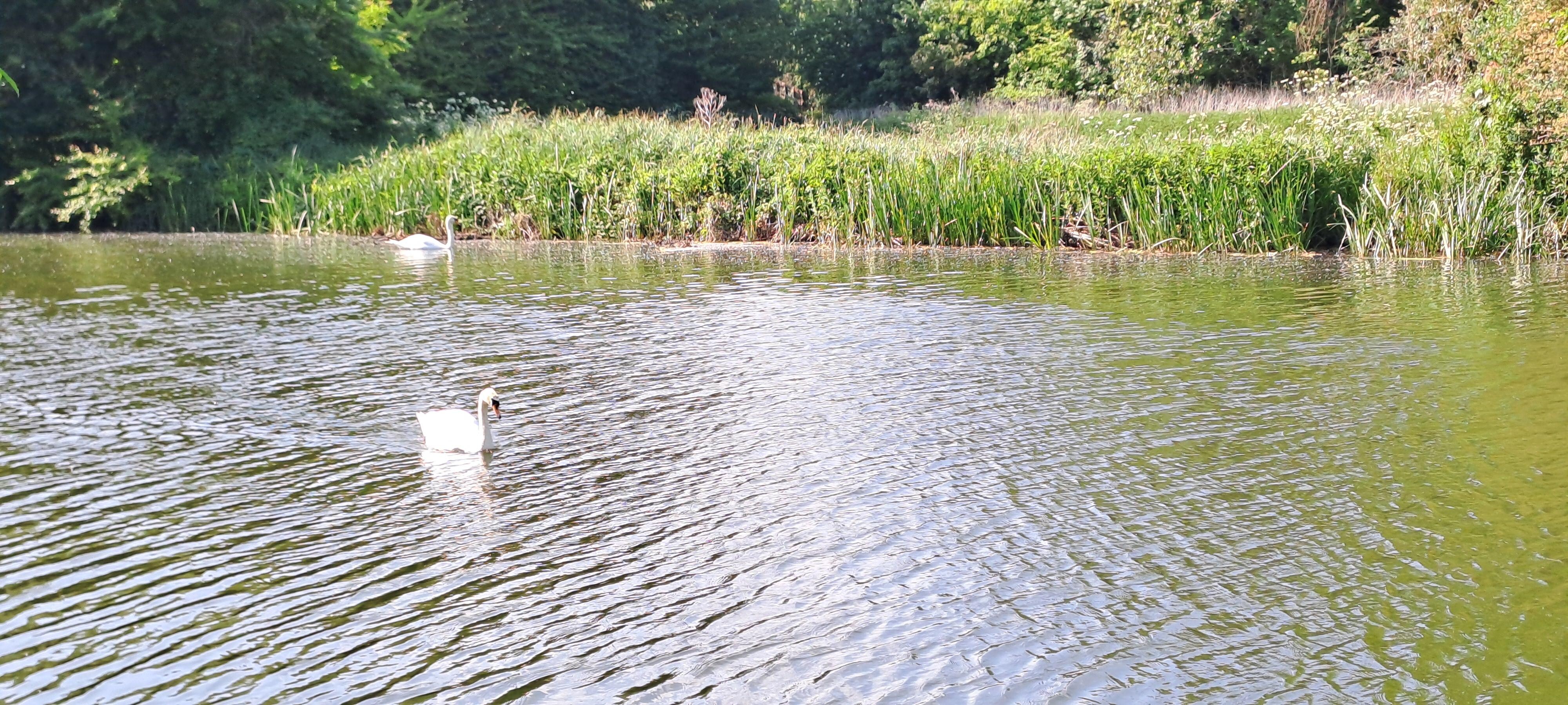 Swans on the river