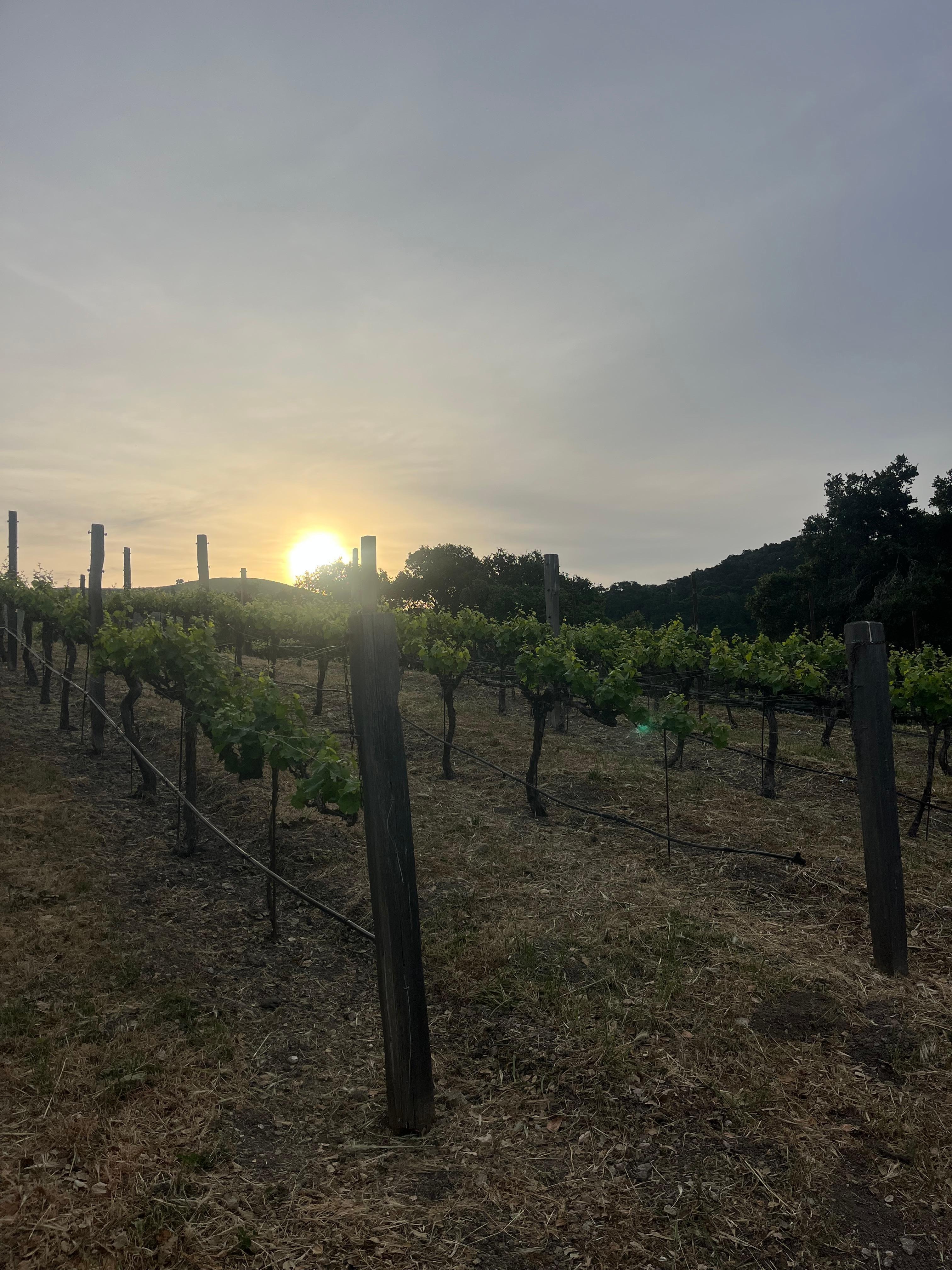 Sunrise at the vineyard on property