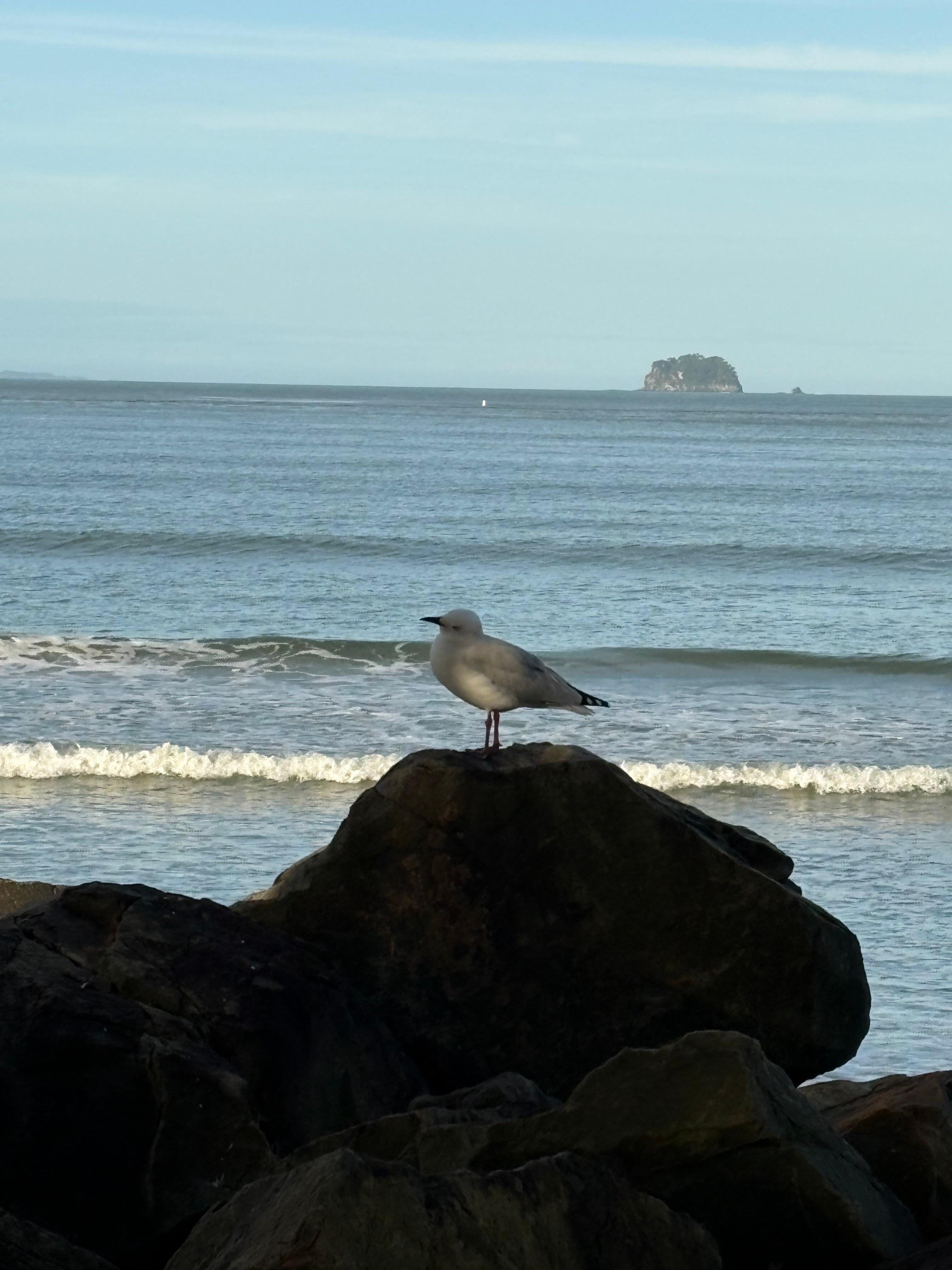 Gull hoping for food at Buffalo Bay
