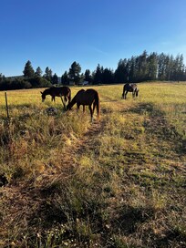 Hello horsies!!