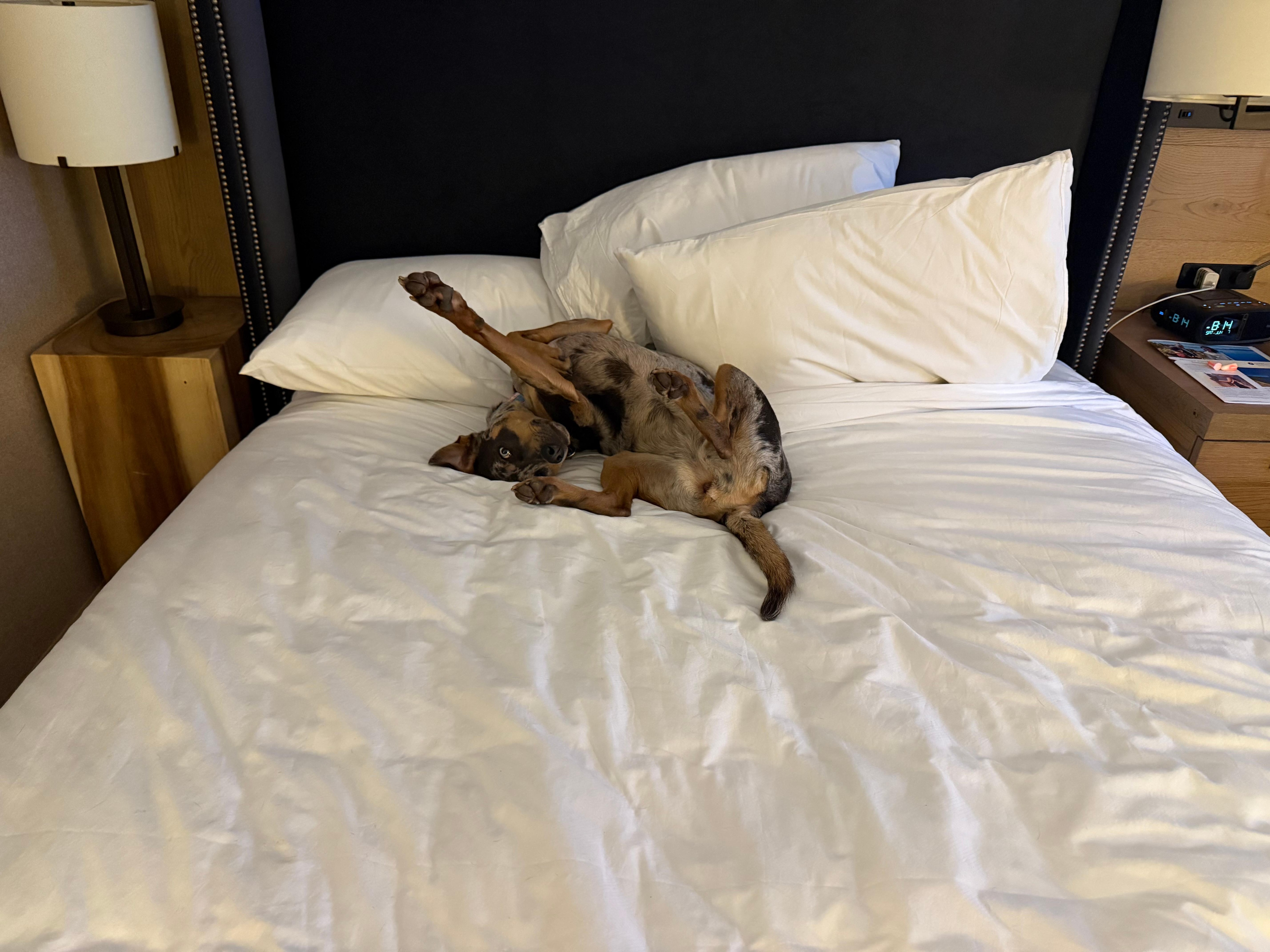 Our dog loved our room!