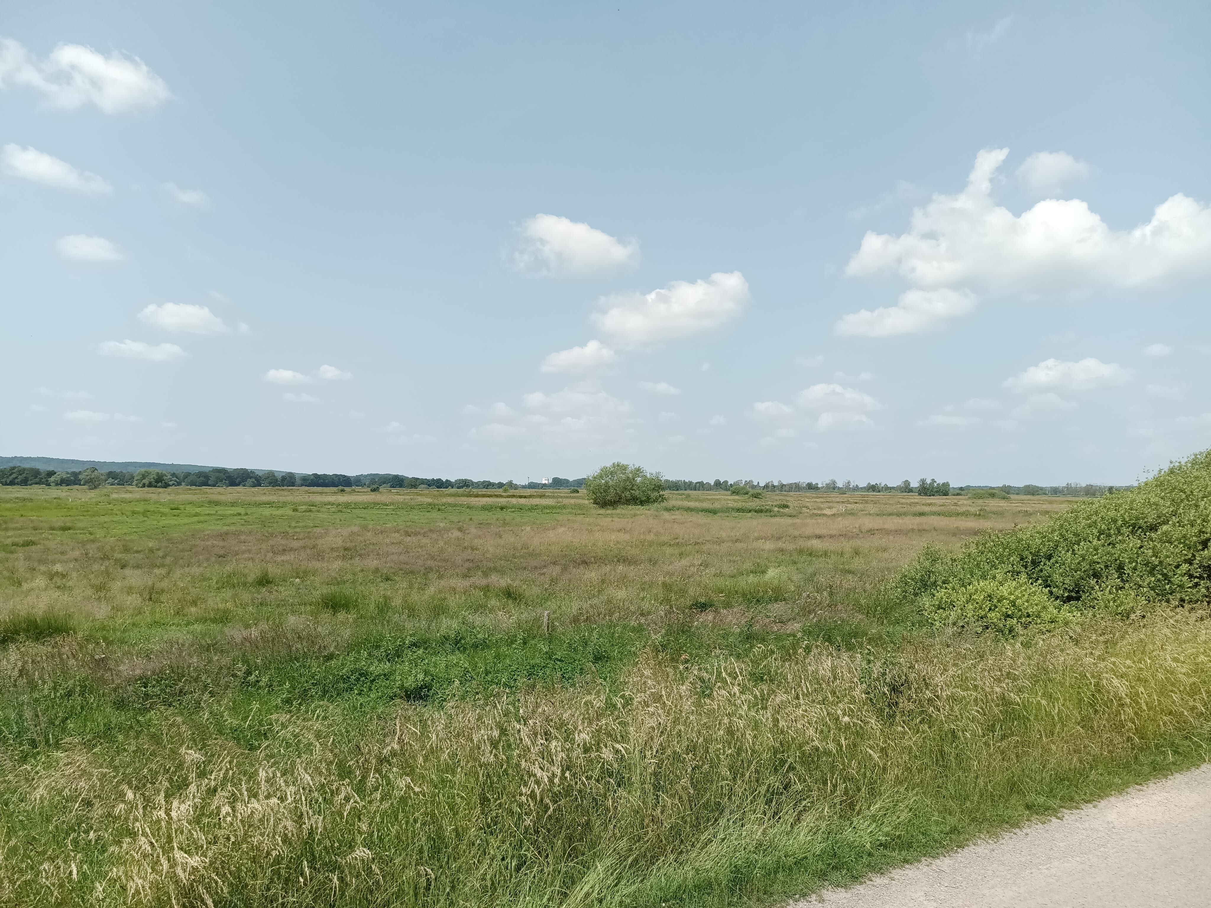 Landschaft am Steinhuder Meer, nahe dem Strorchennest