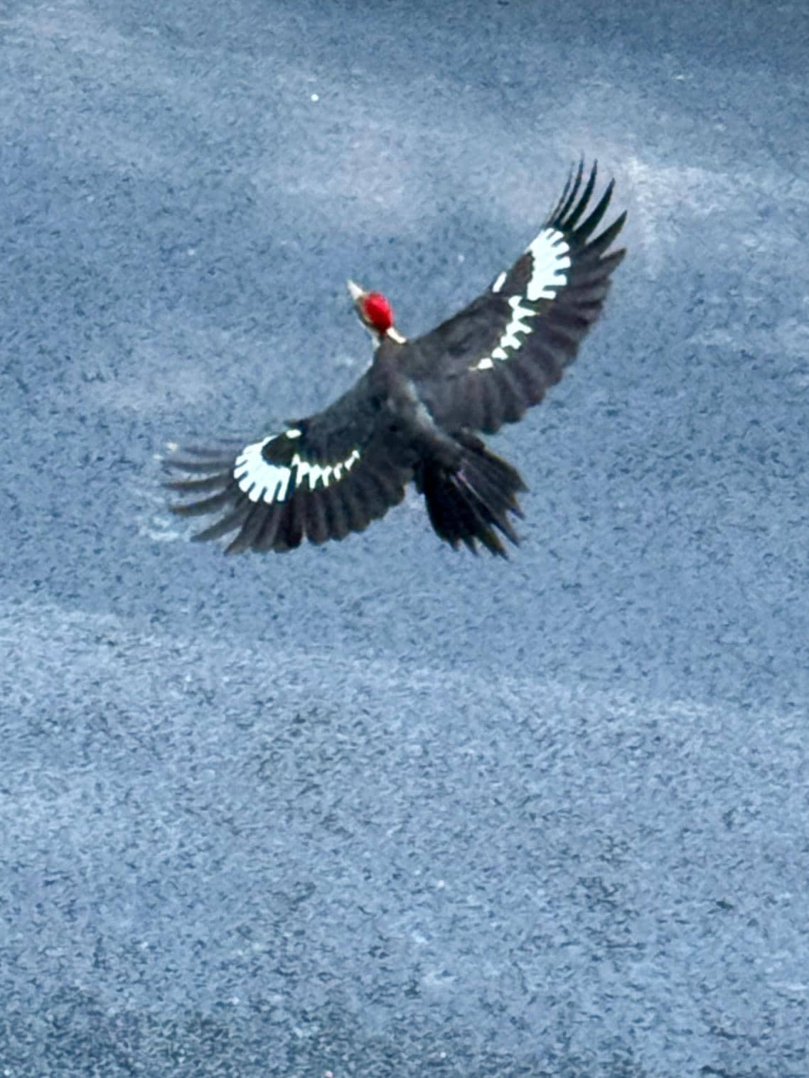 Pilleated woodpecker.