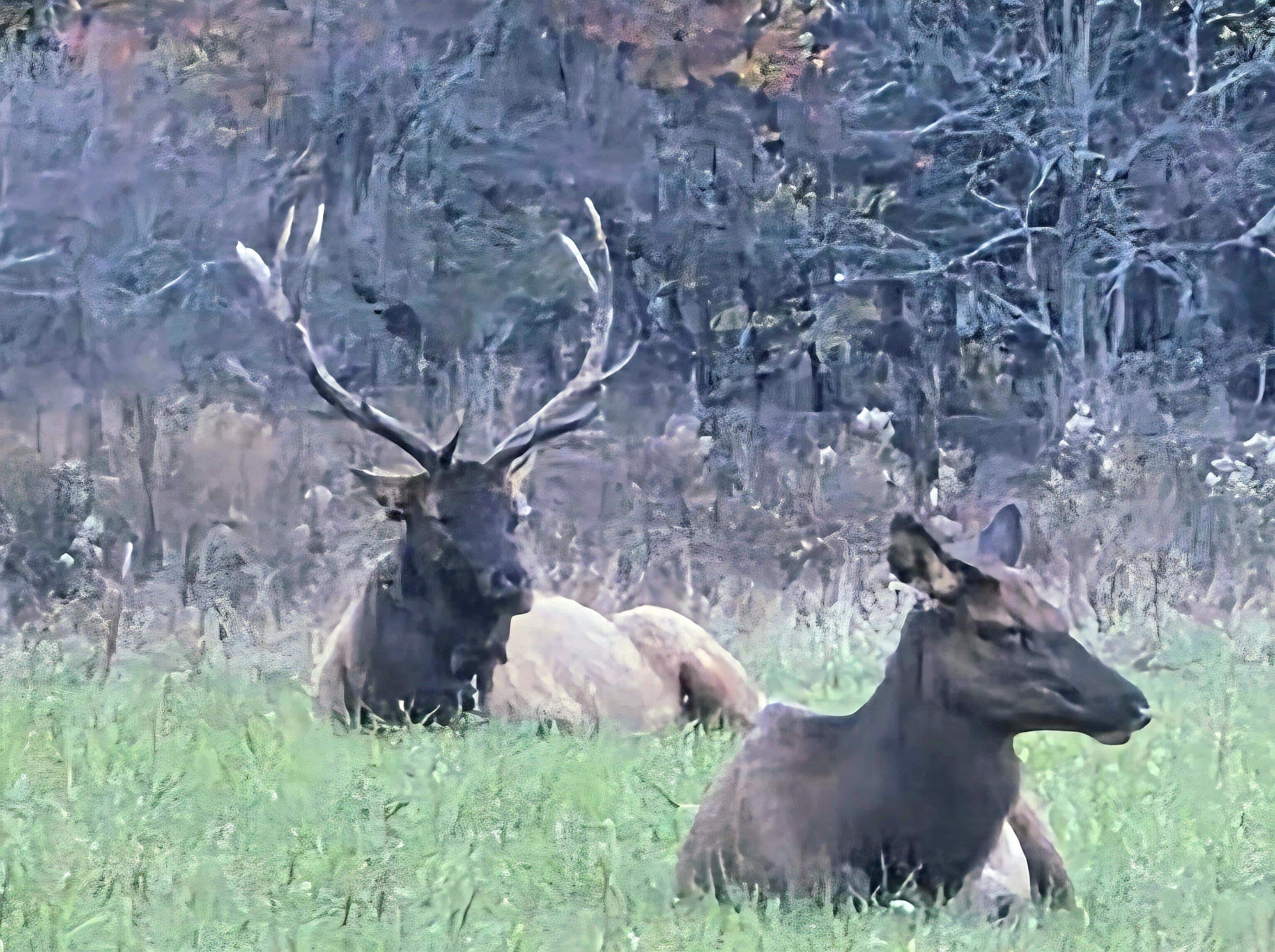 Oconaluftee Victor's Center. Elk graze at dusk