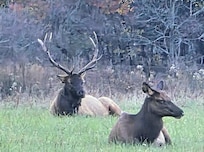 Oconaluftee Victor's Center. Elk graze at dusk