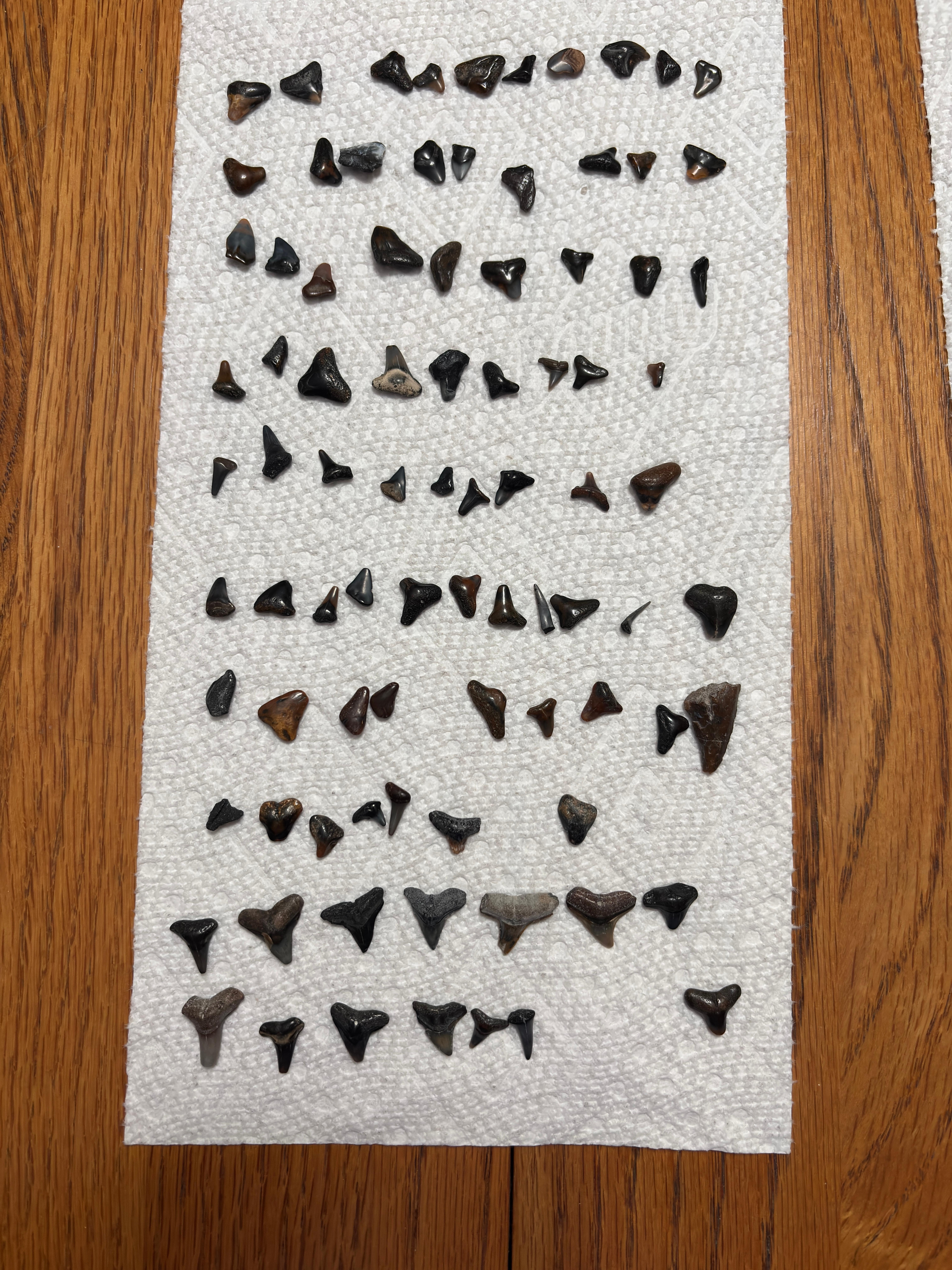 Found the majority of these shark teeth on Blind Pass Beach.