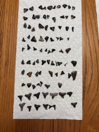 Found the majority of these shark teeth on Blind Pass Beach.