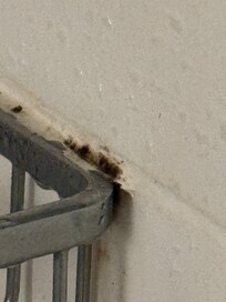 Mold inside the room..in the shower especially.