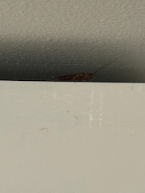 cockroach