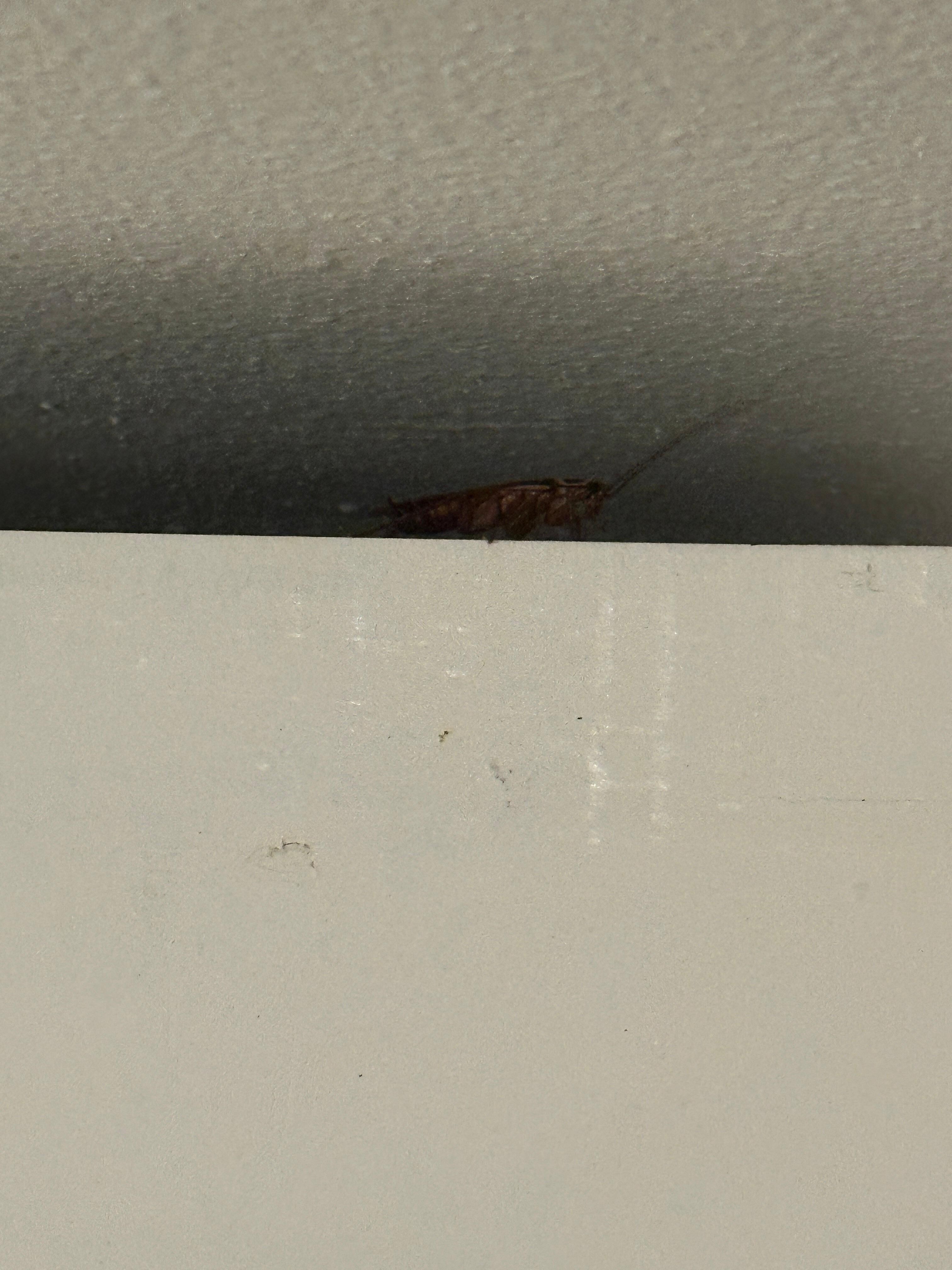 cockroach