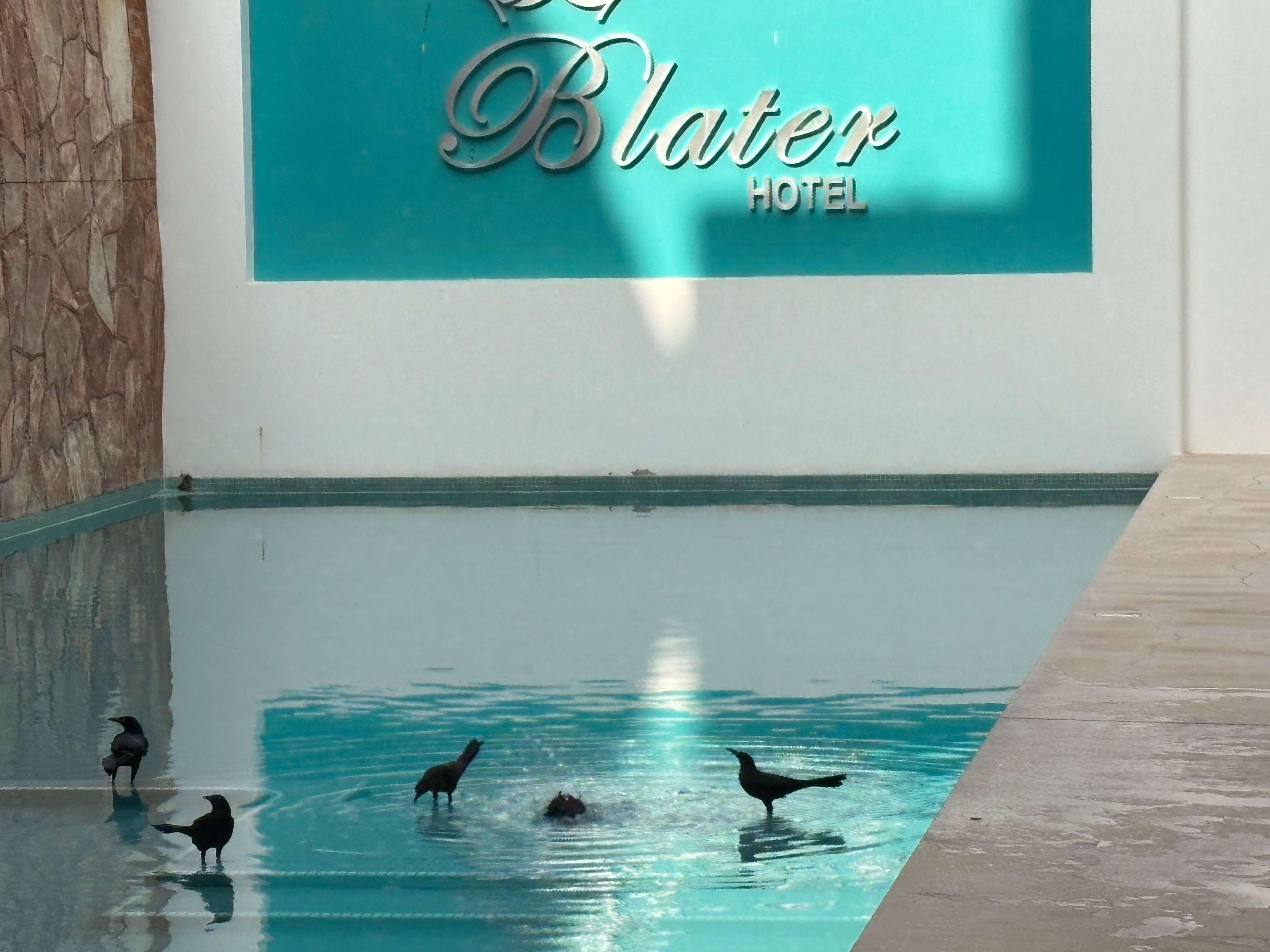 The Blater bird bath