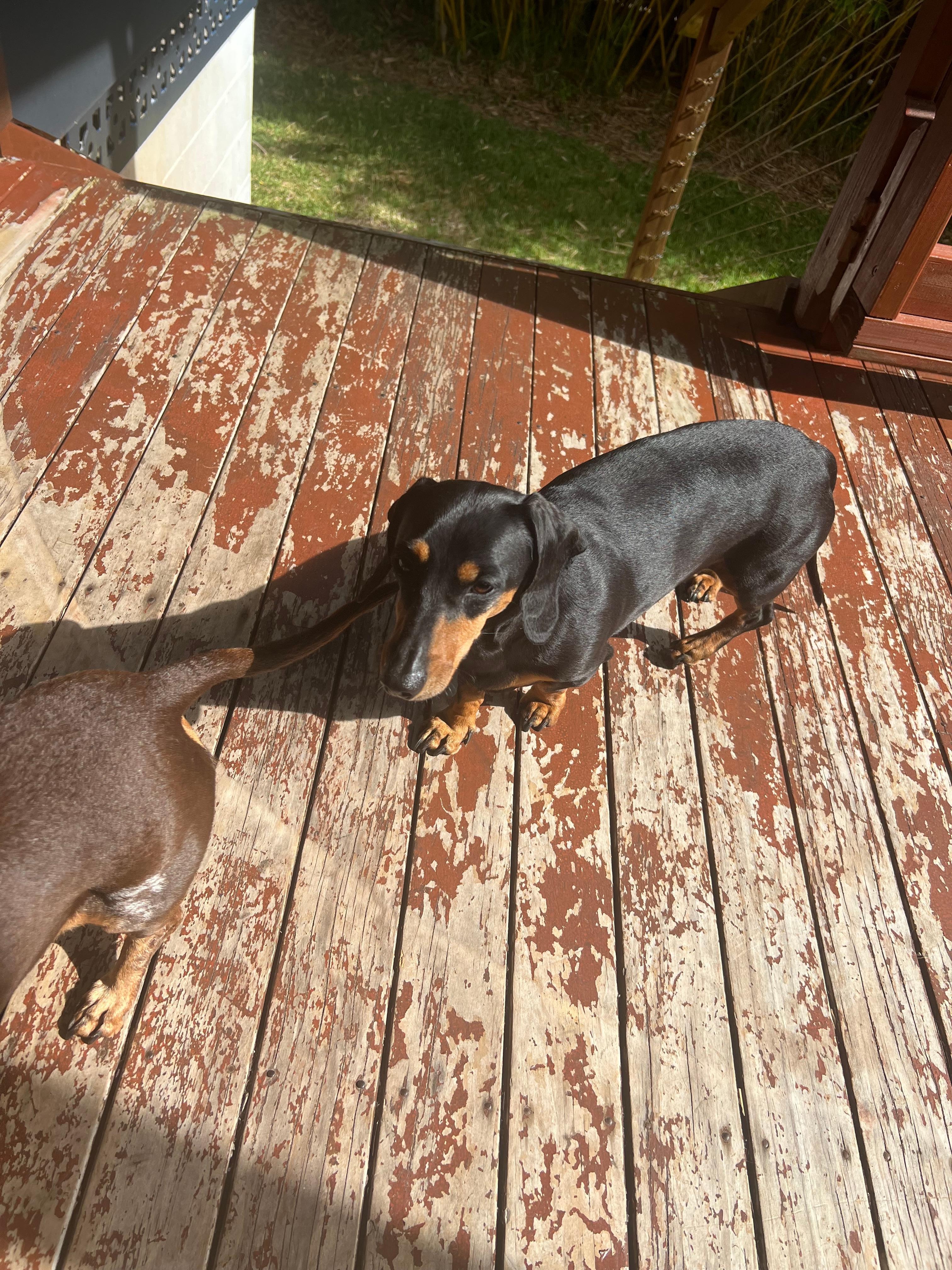 Pet friendly house which was great 