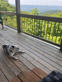 Our dog enjoying the view