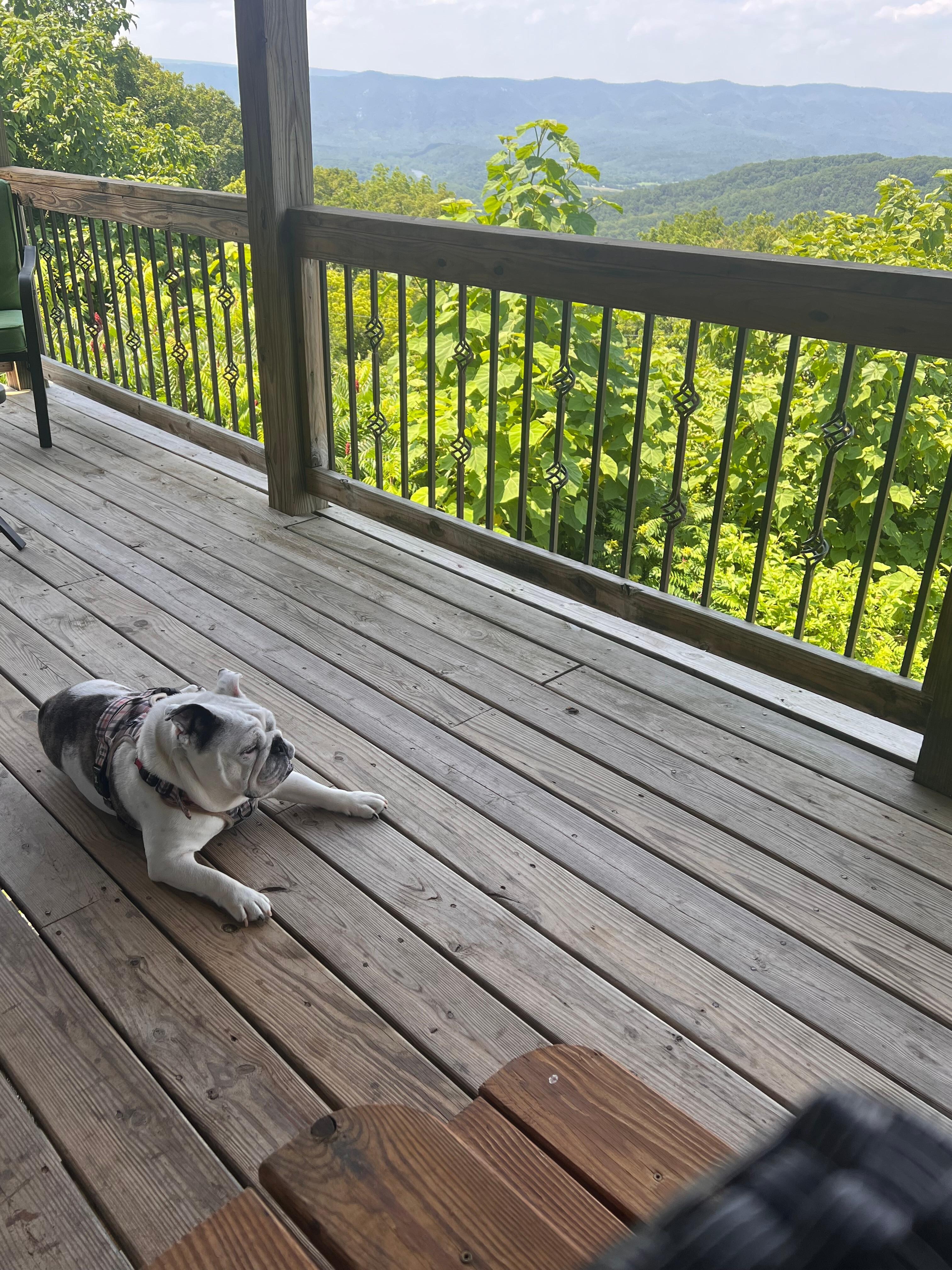 Our dog enjoying the view 