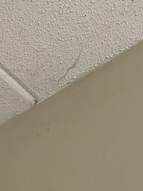 Spider webs