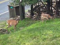The front yard at the house!