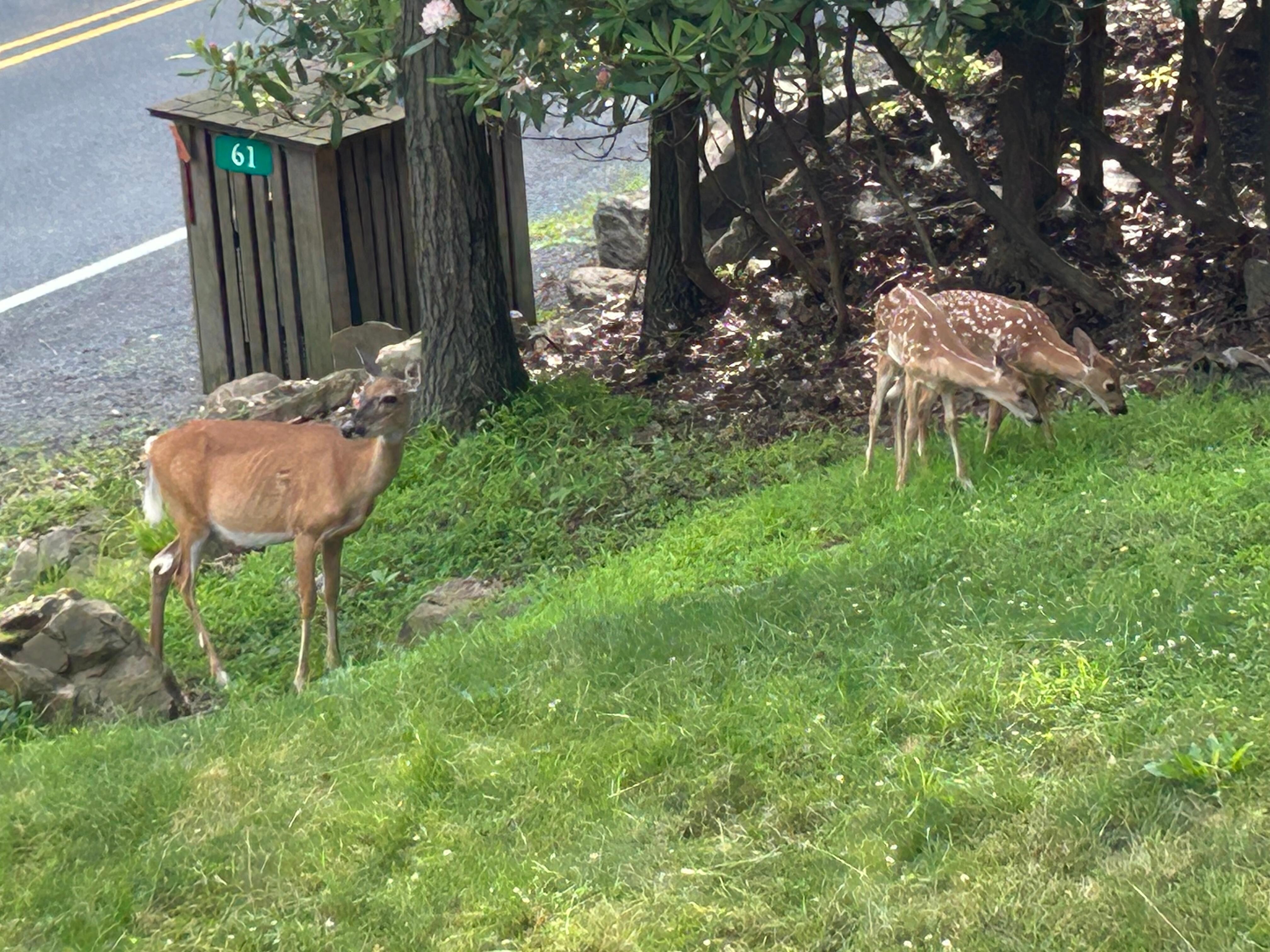 The front yard at the house!