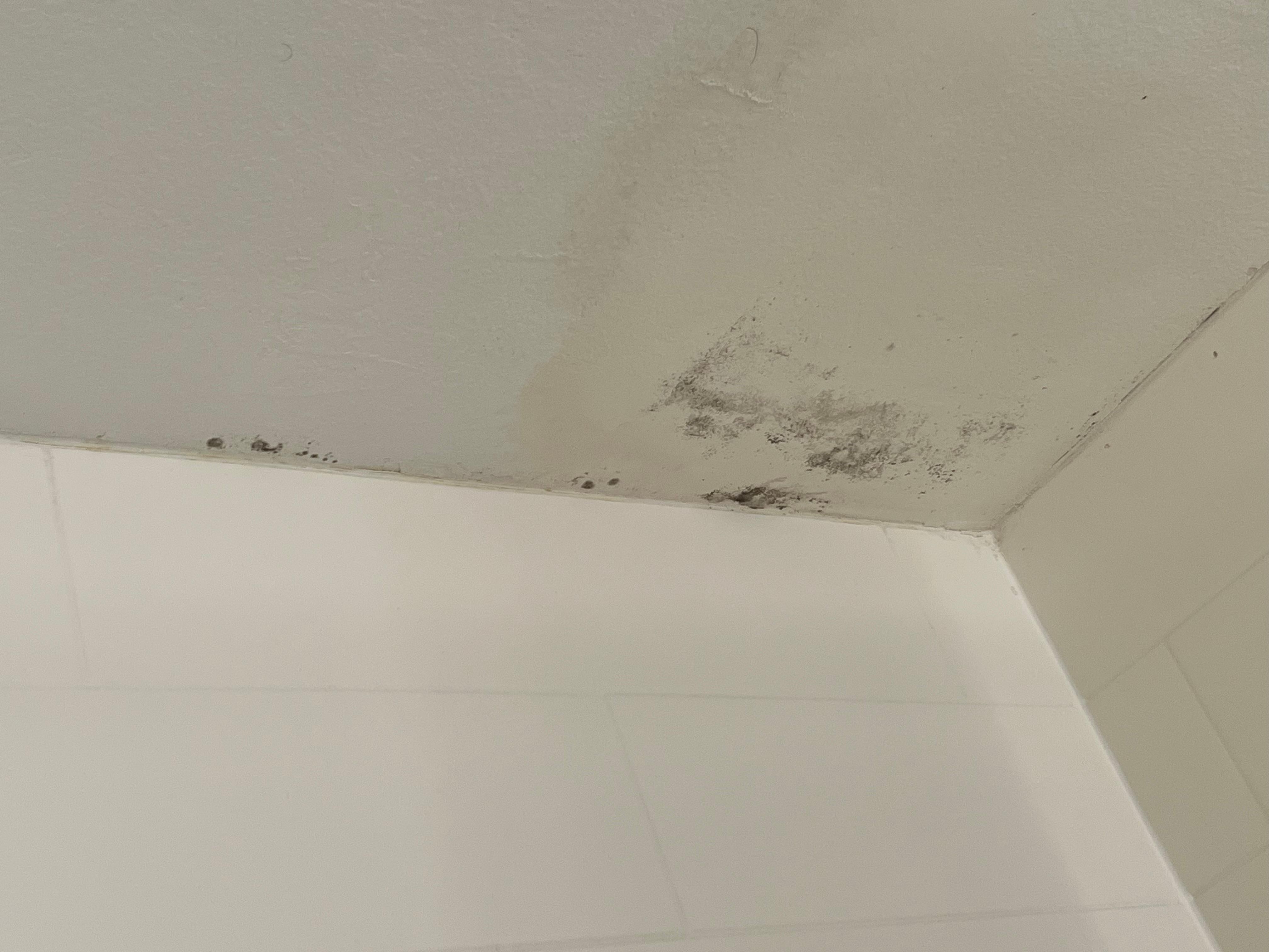 Mold in the bathroom 