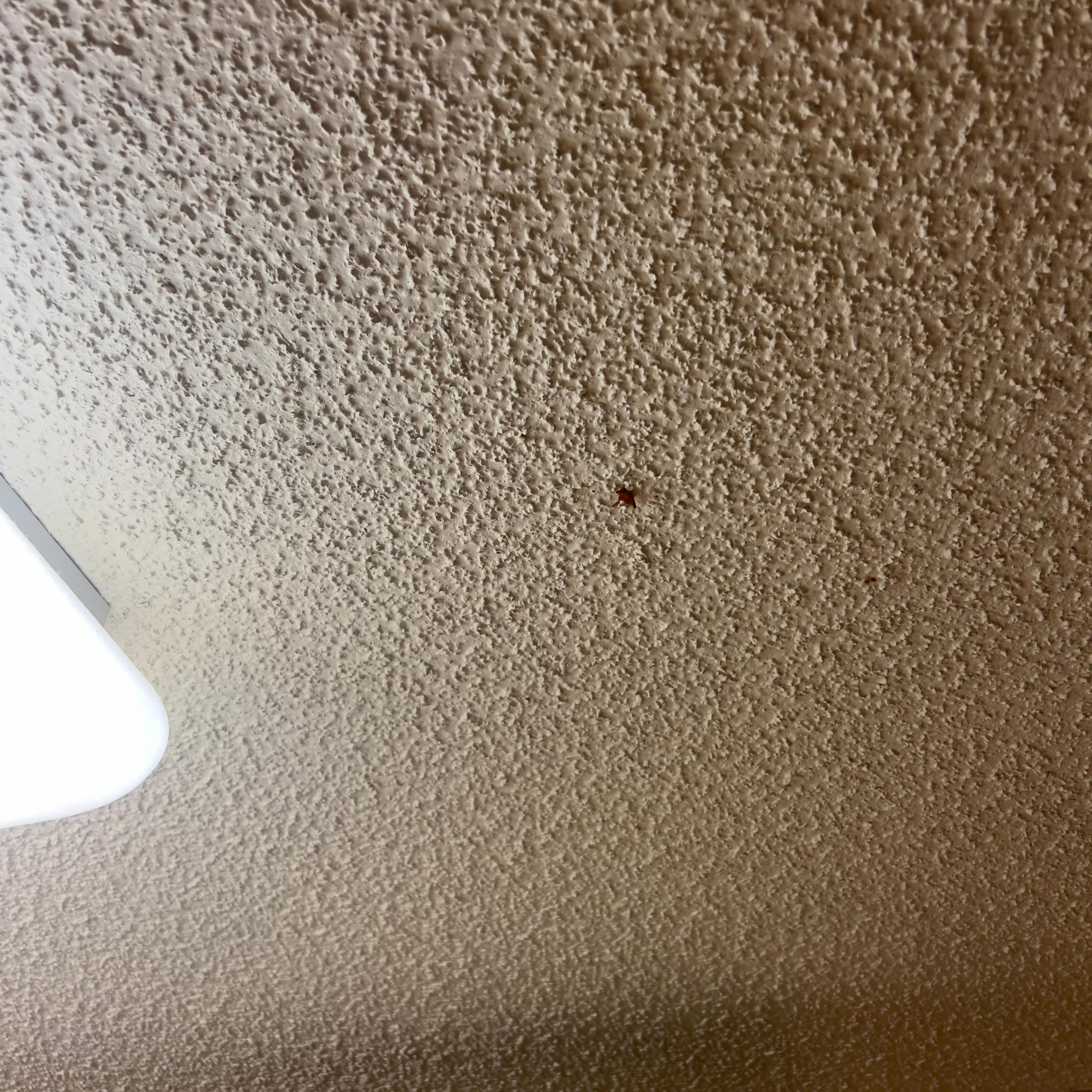 Some type of huge bug