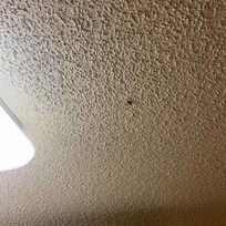 Some type of huge bug