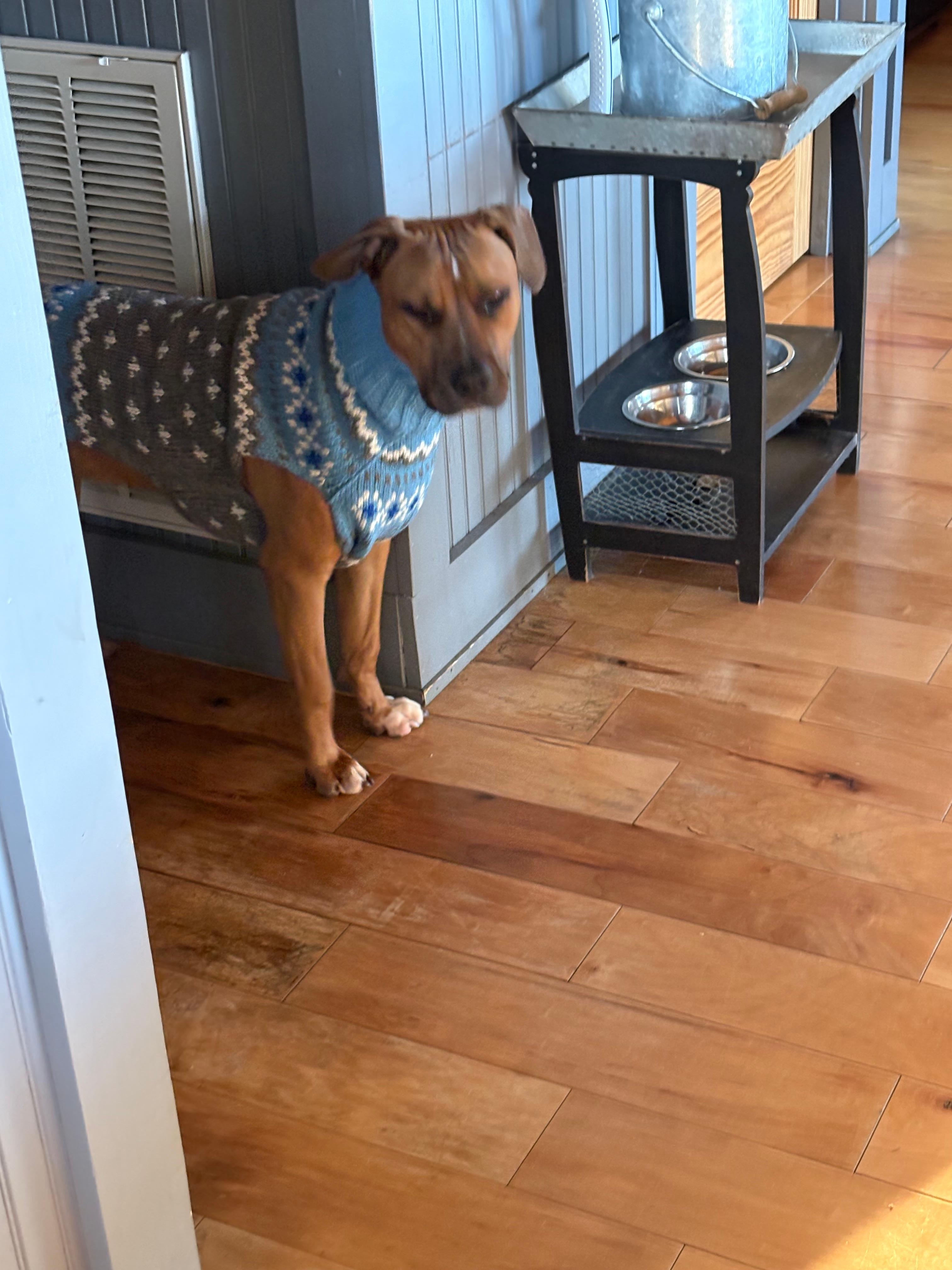 Jax getting ready for an outside hike . . . 