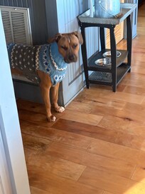 Jax getting ready for an outside hike . . .