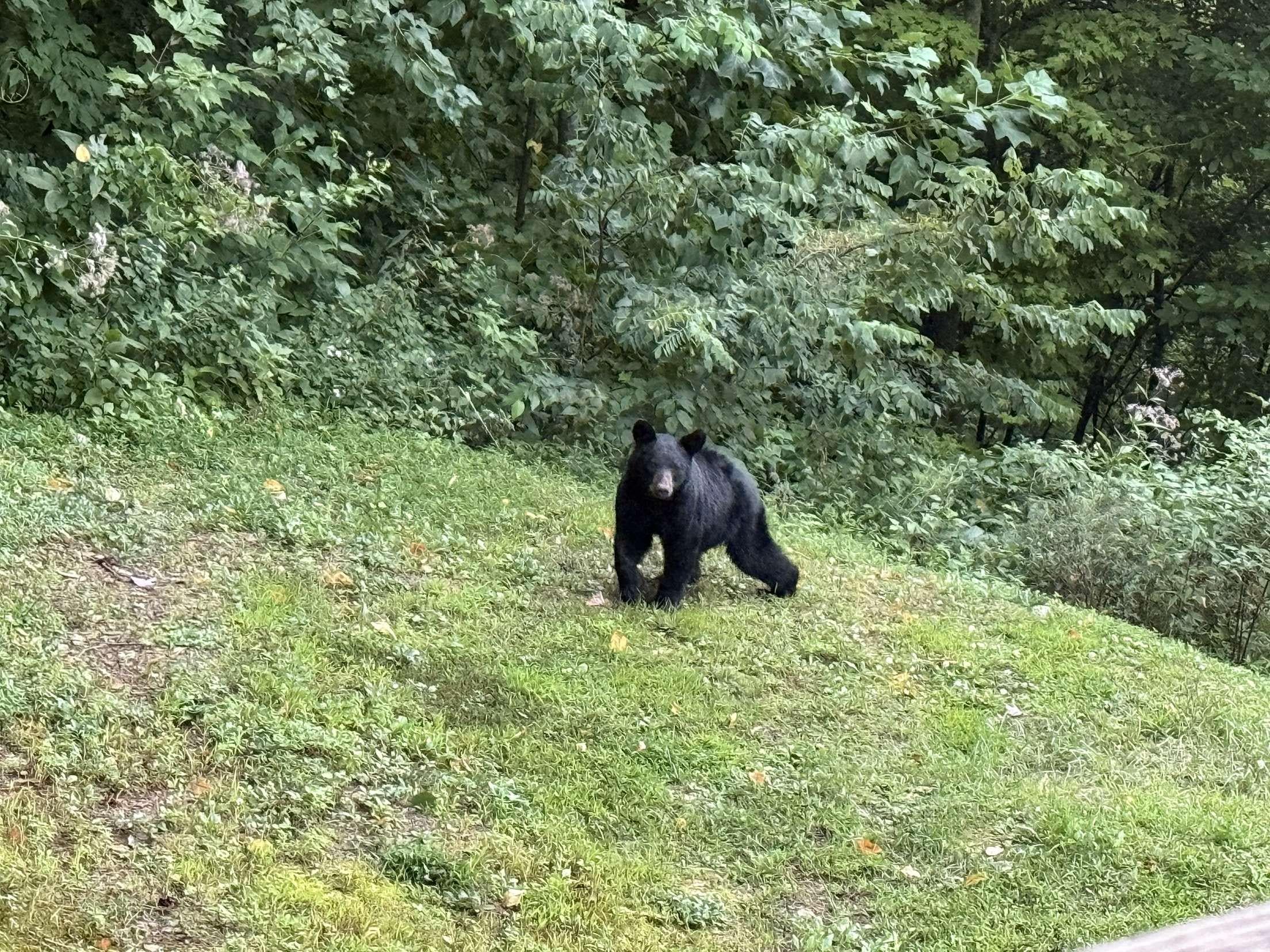The bear we saw 2hrs into our stay!
