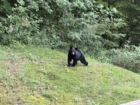 The bear we saw 2hrs into our stay!
